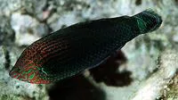 Dusky wrasse (Halichoeres marginatus)