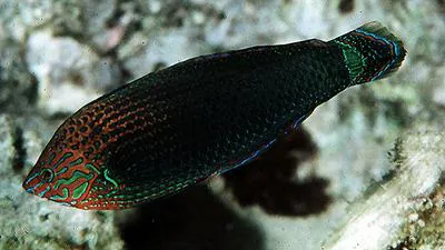 Dusky wrasse (Halichoeres marginatus)