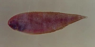 Duskycheek tonguefish (Symphurus plagusia)
