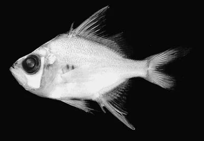 Duskyfin glassy perchlet (Parambassis wolffii)