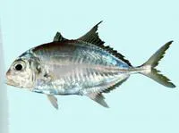 Duskyshoulder trevally (Carangoides humerosus)