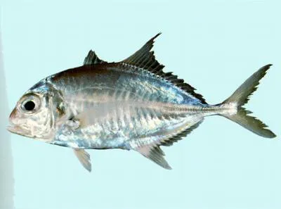 Duskyshoulder trevally (Carangoides humerosus)