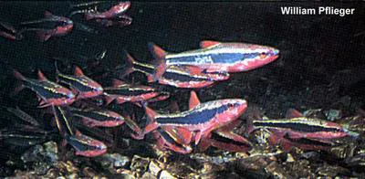 Duskystripe shiner (Luxilus pilsbryi)