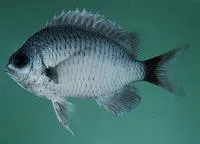 Duskytail chromis (Chromis pelloura)