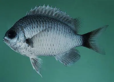 Duskytail chromis (Chromis pelloura)