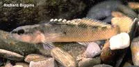 Duskytail darter (Etheostoma percnurum)