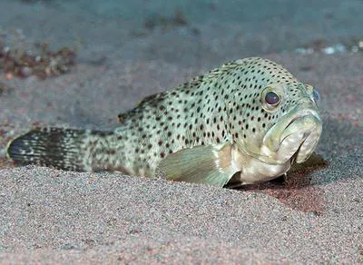 Duskytail grouper (Epinephelus bleekeri)