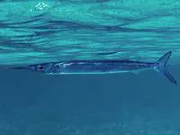 Dussumier's halfbeak (Hyporhamphus dussumieri)