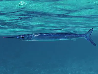 Dussumier's halfbeak (Hyporhamphus dussumieri)