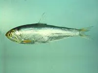 Dussumier's thryssa (Thryssa dussumieri)