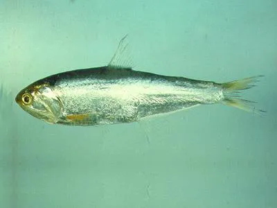 Dussumier's thryssa (Thryssa dussumieri)