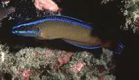 Dutoiti (Pseudochromis dutoiti)