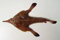 Dwarf batfish (Ogcocephalus pumilus)