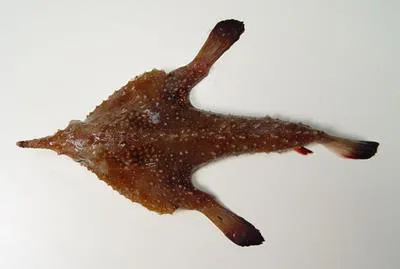 Dwarf batfish (Ogcocephalus pumilus)