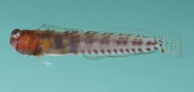 Dwarf blenny (Alloblennius parvus)