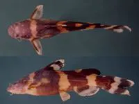 Dwarf bumblebee catfish (Pseudomystus leiacanthus)