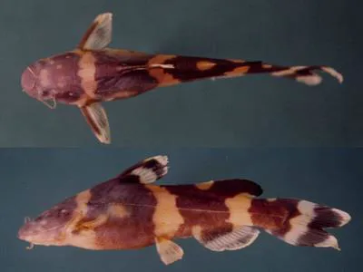 Dwarf bumblebee catfish (Pseudomystus leiacanthus)