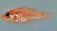 Dwarf cardinalfish (Apogon mosavi)