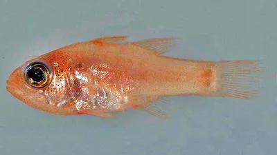Dwarf cardinalfish (Apogon mosavi)