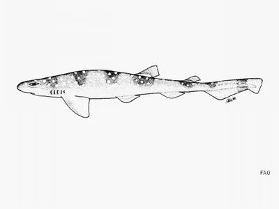 Dwarf catshark (Scyliorhinus torrei)
