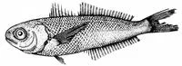 Dwarf cigarfish (Cubiceps nanus)
