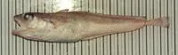 Dwarf codling (Notophycis marginata)
