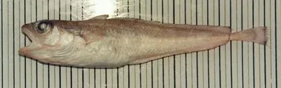 Dwarf codling (Notophycis marginata)