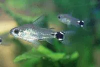 Dwarf corydoras (Corydoras hastatus)
