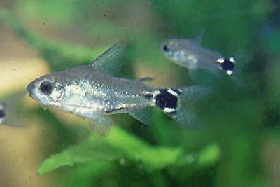 Dwarf corydoras (Corydoras hastatus)