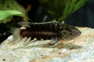 Dwarf ctenopoma (Microctenopoma nanum)
