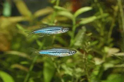 Dwarf danio (Danio nigrofasciatus)