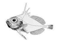 Dwarf dory (Macrurocyttus acanthopodus)