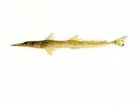 Dwarf flathead (Elates ransonnettii)