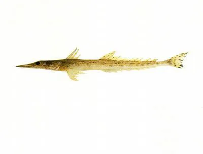 Dwarf flathead (Elates ransonnettii)