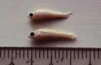 Dwarf freshwater goby (Gobiopterus stellatus)