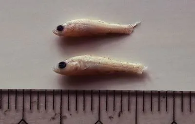 Dwarf freshwater goby (Gobiopterus stellatus)
