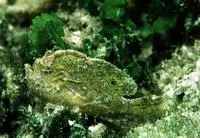 Dwarf frogfish (Antennarius pauciradiatus)