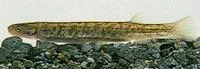 Dwarf galaxias (Galaxias divergens)
