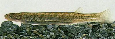 Dwarf galaxias (Galaxias divergens)