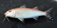 Dwarf goatfish (Upeneus parvus)