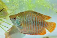Dwarf gourami (Trichogaster lalius)