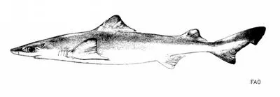Dwarf gulper shark (Centrophorus atromarginatus)