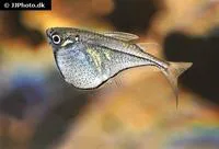 Dwarf hatchetfish (Carnegiella schereri)