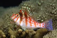 Dwarf hawkfish (Cirrhitichthys falco)