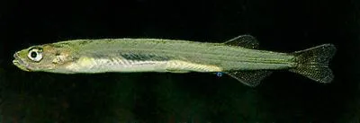 Dwarf inanga (Galaxias gracilis)
