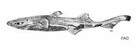 Dwarf lantern shark (Etmopterus perryi)
