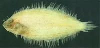 Dwarf lefteye flounder (Arnoglossus tenuis)
