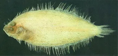 Dwarf lefteye flounder (Arnoglossus tenuis)