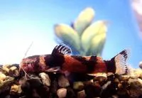 Dwarf marbled catfish (Microglanis poecilus)