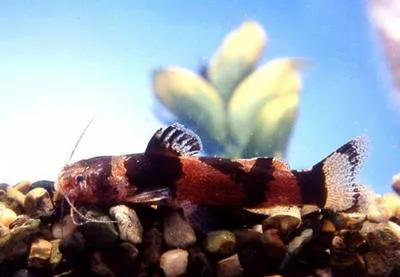 Dwarf marbled catfish (Microglanis poecilus)